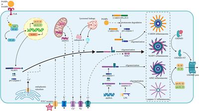Roles of inflammasomes in viral myocarditis
